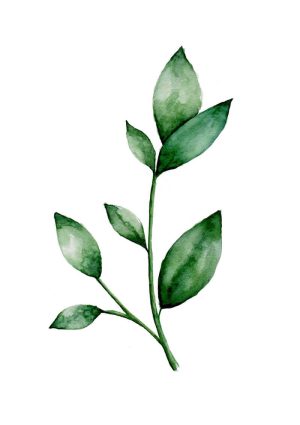 Ilustração botânica de ramo de folhas verdes