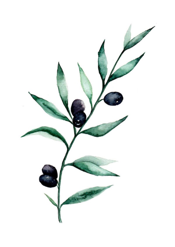 Obra de arte ramo de oliveira em aquarela