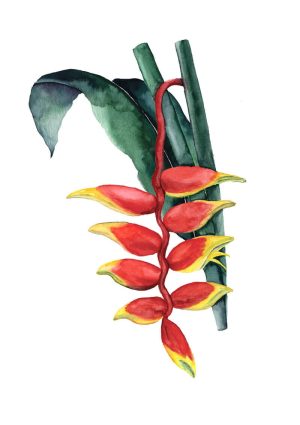 Ilustração botânica de ramo de folhas de Helicônia